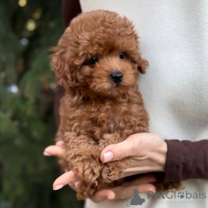 Zdjęcie №1. szpic miniaturowy - na sprzedaż w Bamberg | 3045zł | Zapowiedź №166803