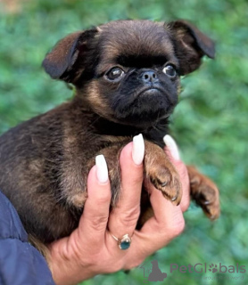 Dodatkowe zdjęcia: Brussels Griffon samce szczeniąt na sprzedaż