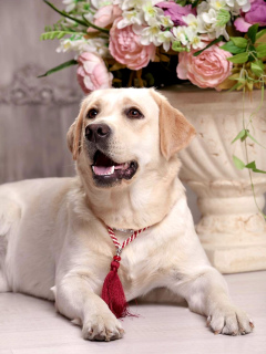 Dodatkowe zdjęcia: Szczeniak Labrador Retriever