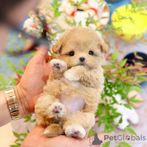 Zdjęcie №2 do zapowiedźy № 152225 na sprzedaż  maltipu - wkupić się USA hodowca