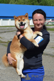 Dodatkowe zdjęcia: Szczeniak rasy Shiba Inu z hodowli KUMIKO YOSHI