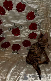 Zdjęcie №1. kot bengalski - na sprzedaż w Krasnodar | 1490zł | Zapowiedź № 8624