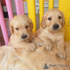 Zdjęcie №3. Piękny golden retriever do bezpłatnej adopcji. Niemcy