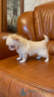 Zdjęcie №3. Sprzedam kochane szczenięta Chihuahua. Biznesowy WhatsApp 4915781334108. Litwa