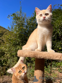 Zdjęcie №1. kot brytyjski krótkowłosy - na sprzedaż w Gelendzhik | Bezpłatny | Zapowiedź № 154748