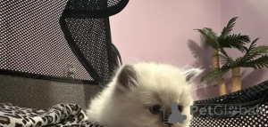 Zdjęcie №2 do zapowiedźy № 176007 na sprzedaż  scottish fold - wkupić się Niemcy prywatne ogłoszenie