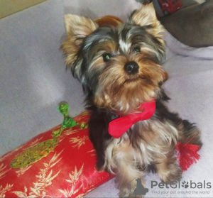 Zdjęcie №2 do zapowiedźy № 13740 na sprzedaż  yorkshire terrier - wkupić się Ukraina prywatne ogłoszenie, hodowca