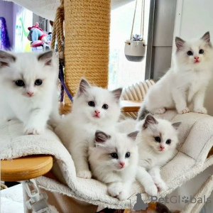 Zdjęcie №1. ragdoll - na sprzedaż w Kolonia | 1196zł | Zapowiedź № 155936