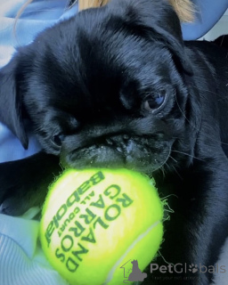 Zdjęcie №2 do zapowiedźy № 159840 na sprzedaż  mops - wkupić się Filipiny prywatne ogłoszenie