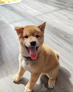 Zdjęcie №1. shiba - na sprzedaż w Bratysława | negocjowane | Zapowiedź №178023