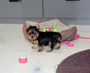 Zdjęcie №2 do zapowiedźy № 172123 na sprzedaż  yorkshire terrier - wkupić się Japonia 