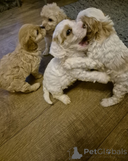 Zdjęcie №3. Piękne szczenięta Cavapoo. Irlandia