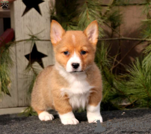 Zdjęcie №1. welsh corgi - na sprzedaż w Lindos | 2260zł | Zapowiedź №63550