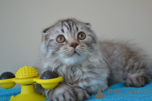 Zdjęcie №1. scottish fold - na sprzedaż w Warszawa | 1570zł | Zapowiedź № 24365