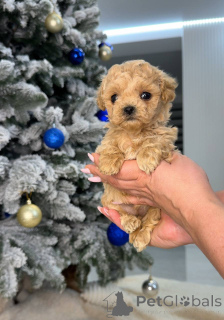 Zdjęcie №1. pudel (zabawka) - na sprzedaż w Glasgow | 1435zł | Zapowiedź №161535