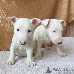 Zdjęcie №3. Sprzedam śliczne szczenięta rasy Bull Terrier. Biznesowy WhatsApp 4915781334108. Litwa