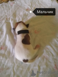 Zdjęcie №1. jack russell terrier - na sprzedaż w Новодмитриевская | 516zł | Zapowiedź №70383