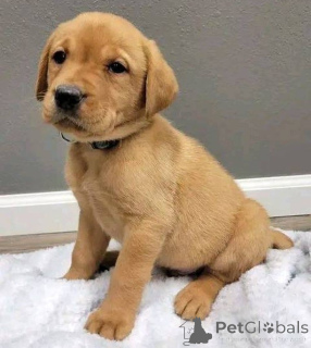 Zdjęcie №2 do zapowiedźy № 157839 na sprzedaż  labrador retriever - wkupić się Wielka Brytania prywatne ogłoszenie