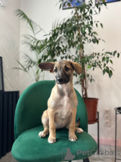 Zdjęcie №4. Sprzedam pies nierasowy w Москва. prywatne ogłoszenie - cena - Bezpłatny