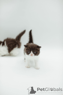 Zdjęcie №2 do zapowiedźy № 144556 na sprzedaż  perskie - wkupić się Niemcy hodowca