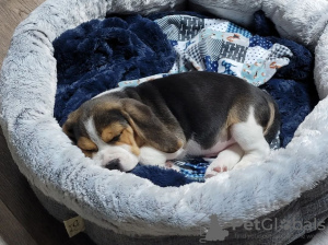 Dodatkowe zdjęcia: Piękne szczenięta Beagle