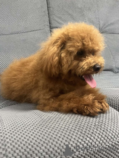 Zdjęcie №4. Sprzedam pudel (zabawka) w Kijów. prywatne ogłoszenie, od żłobka, hodowca - cena - 7175zł