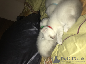 Zdjęcie №2 do zapowiedźy № 97013 na sprzedaż  scottish straight - wkupić się Ukraina prywatne ogłoszenie