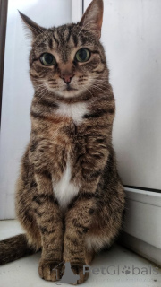 Zdjęcie №1.  - na sprzedaż w Москва | Bezpłatny | Zapowiedź № 143397