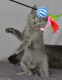 Zdjęcie №1. rosyjski niebieski - na sprzedaż w Helsinki | 1196zł | Zapowiedź № 154774