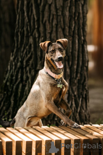 Zdjęcie №4. Sprzedam pies nierasowy w Rzeka Moskwa.  - cena - Bezpłatny