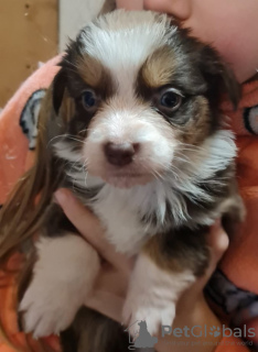 Zdjęcie №3. Szczeniak owczarka australijskiego. Szwecja