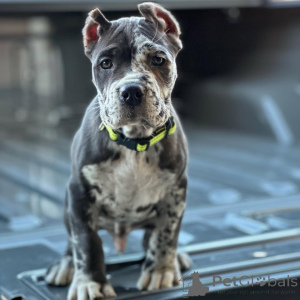 Zdjęcie №4. Sprzedam cane corso w Augsburg. prywatne ogłoszenie - cena - 3348zł