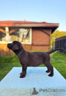 Zdjęcie №2 do zapowiedźy № 160200 na sprzedaż  labrador retriever - wkupić się Niemcy prywatne ogłoszenie
