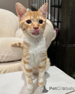 Zdjęcie №1. kot domowy - na sprzedaż w Monachium | 2392zł | Zapowiedź № 150614