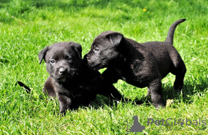 Dodatkowe zdjęcia: Wspaniałe czarne szczenięta labradora