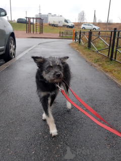 Zdjęcie №3. Kochany piesek brownie. Federacja Rosyjska