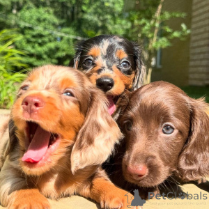 Zdjęcie №3. Szczeniak jamnika do adopcji. Irlandia