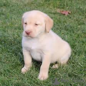 Zdjęcie №3. Labrador retriever Welpen zu verkaufen. Wielka Brytania