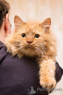 Zdjęcie №3. Ryzhik szuka domu!. Federacja Rosyjska