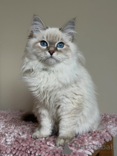 Zdjęcie №3. Wunderschönes Sibirisches Kätzchen. Niemcy