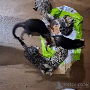 Zdjęcie №1. kot bengalski - na sprzedaż w Herzogtum Lauenburg | 1818zł | Zapowiedź № 167267