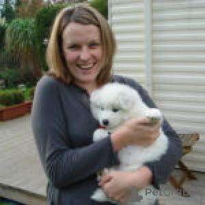 Zdjęcie №2 do zapowiedźy № 133000 na sprzedaż  samojed (rasa psa) - wkupić się Litwa od żłobka