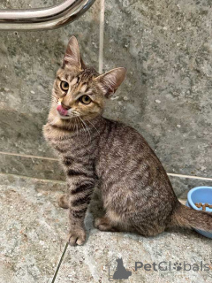 Zdjęcie №4. Sprzedam  w Moskova. prywatne ogłoszenie - cena - Bezpłatny