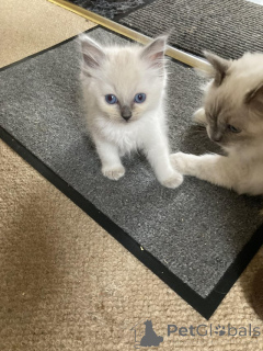 Zdjęcie №2 do zapowiedźy № 160994 na sprzedaż  ragdoll - wkupić się Austria prywatne ogłoszenie