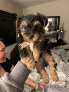 Zdjęcie №2 do zapowiedźy № 167868 na sprzedaż  yorkshire terrier biewer - wkupić się USA hodowca