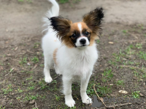 Dodatkowe zdjęcia: CONTINENTAL TOY SPANIEL/PAPILLON 