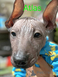 Zdjęcie №3. Cuccioli di Xoloitzcuintli (Cane Nudo Messicano). Włochy