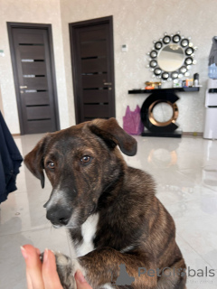 Zdjęcie №2 do zapowiedźy № 138549 na sprzedaż  pies nierasowy - wkupić się Gruzja prywatne ogłoszenie, hodowca