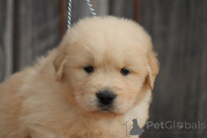 Zdjęcie №3. Do oddania piękne szczenięta golden retrievera. Niemcy