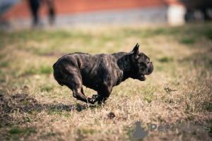 Zdjęcie №2 do zapowiedźy № 97642 na sprzedaż  buldog francuski - wkupić się Serbia hodowca